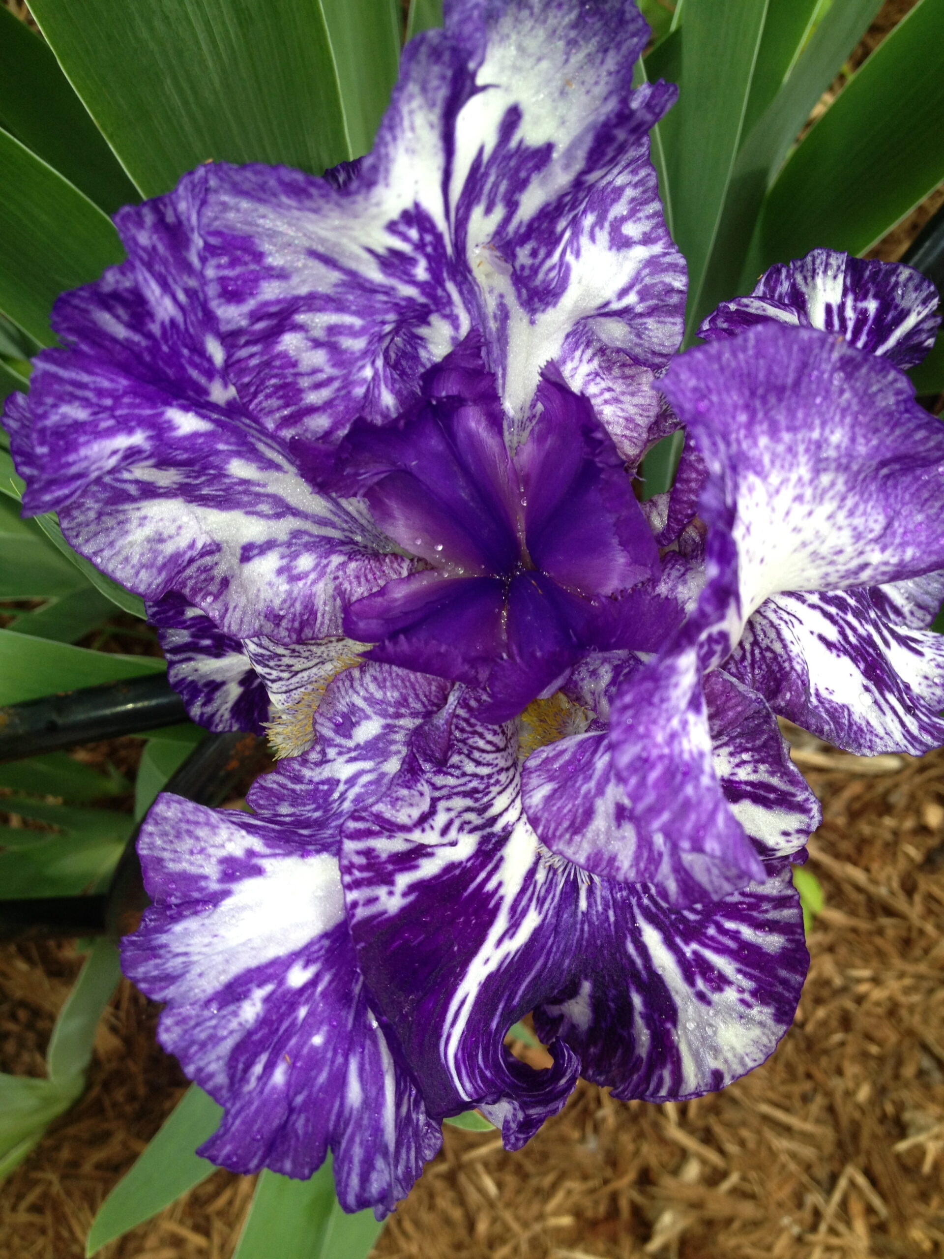Read more about the article Dreaming of Spring